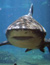 Six Flags Marine World