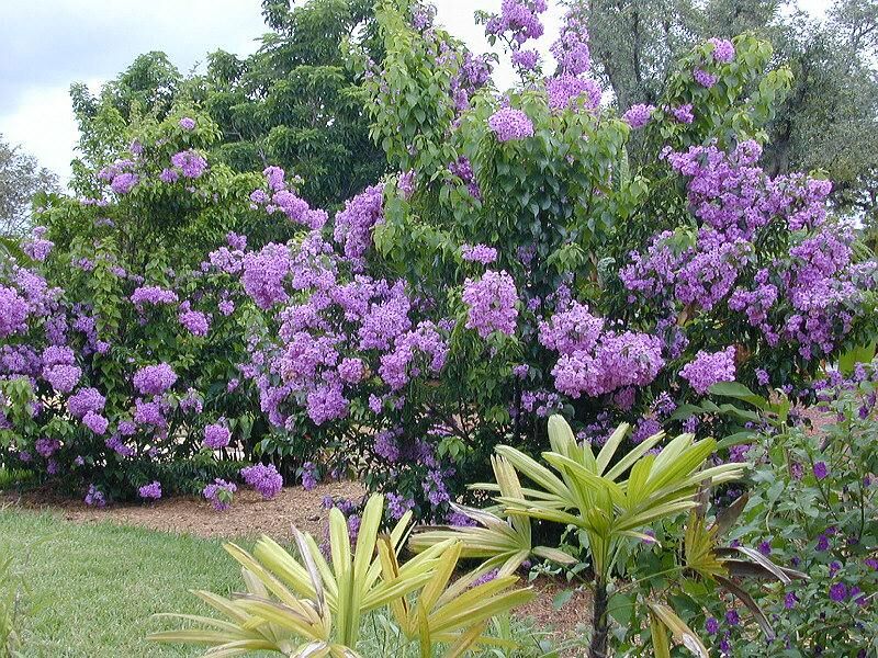 Area Botanic Gardens