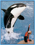 SeaWorld 