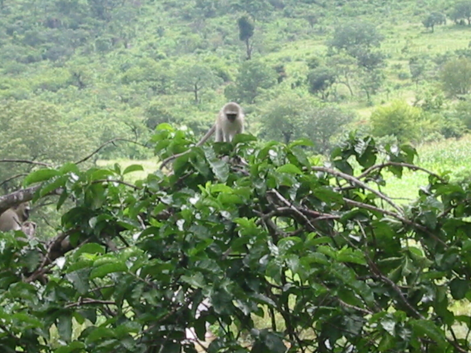 African Wildlife