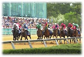 Area Horse Races