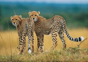 African Wildlife