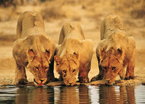 African Wildlife