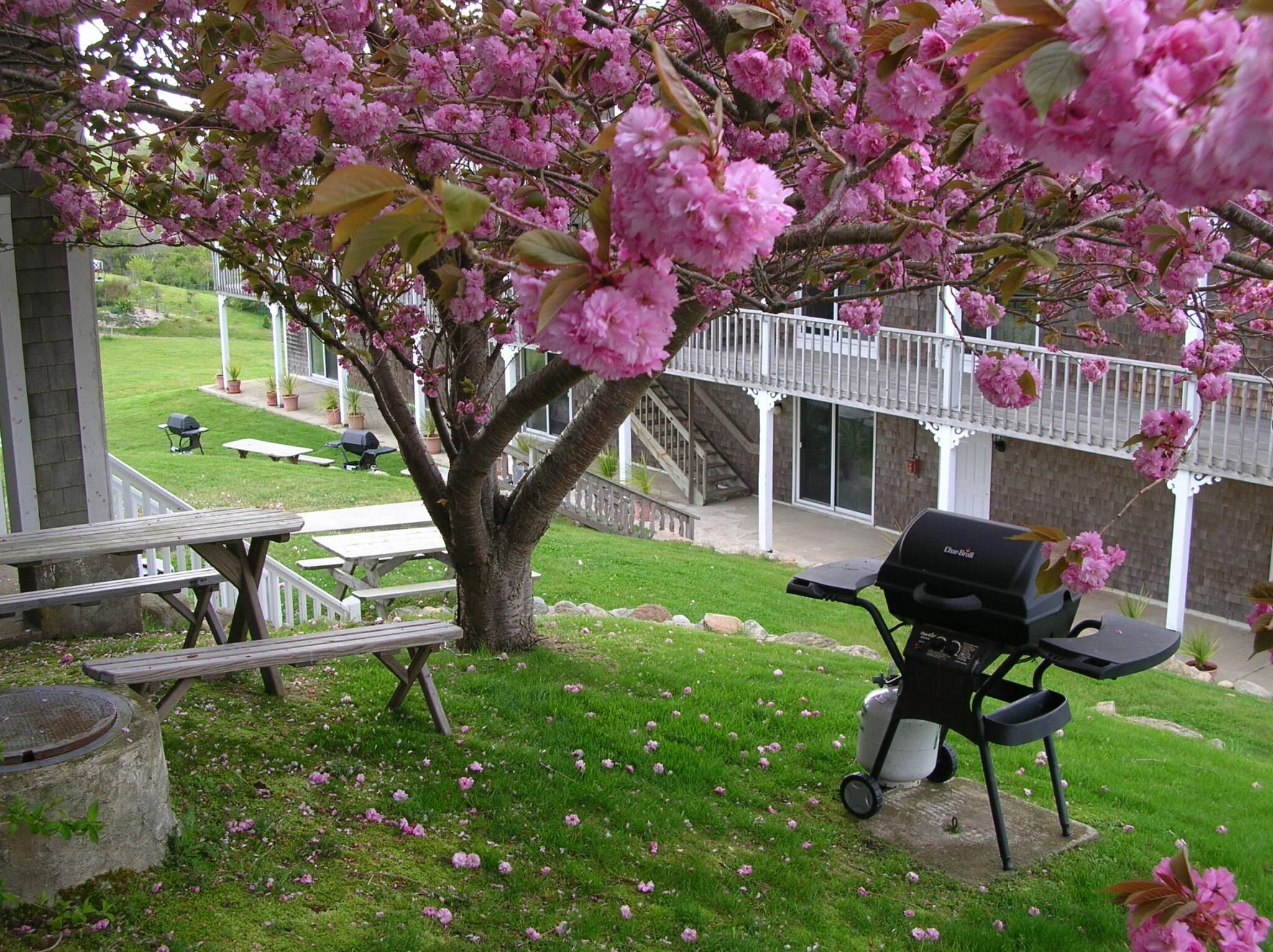 Neptune House - BBQ Area