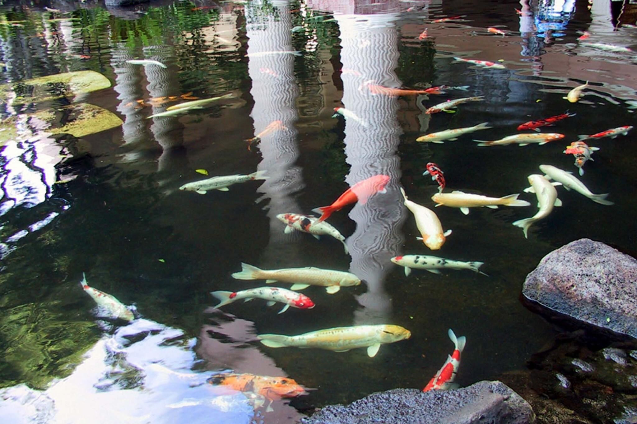Marriott's Kauai Beach Club - Pond