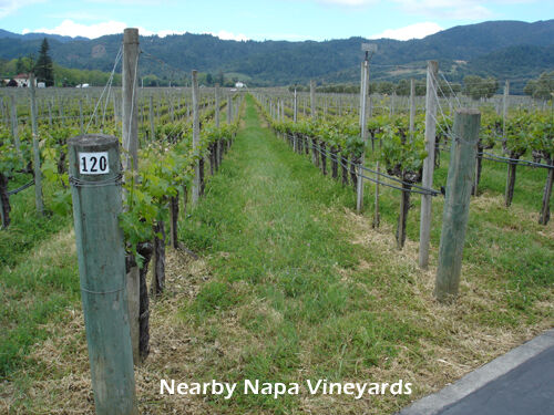 Nearby Napa Vineyards