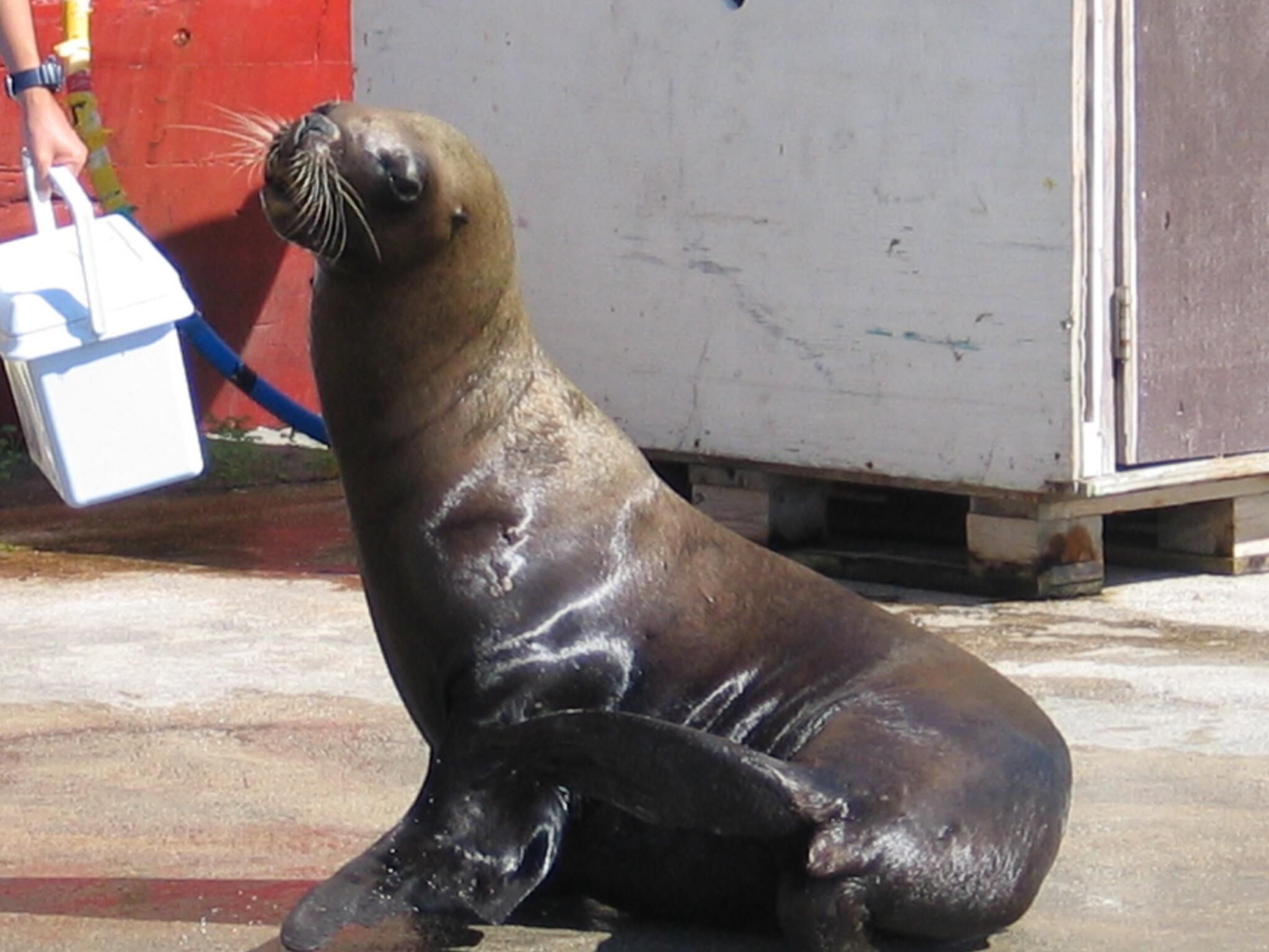 Sea Lion at Royal Sea Aquarium 