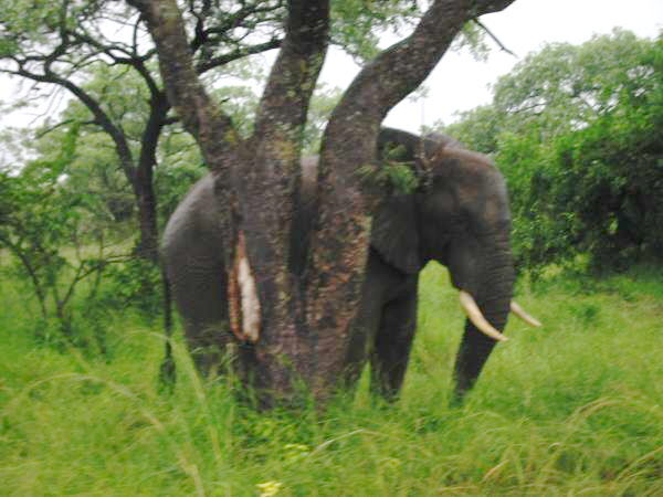African Wildlife