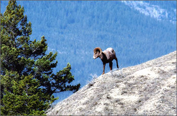 Area Wildlife