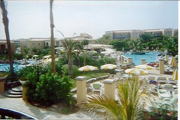 Palm Oasis - Pool