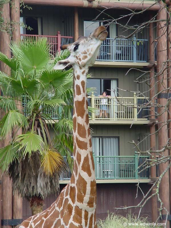 Disney's Animal Kingdom Villas