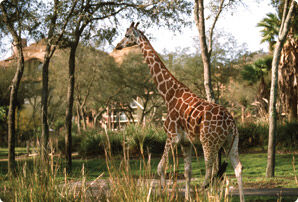Disney's Animal Kingdom Villas - Savannah View