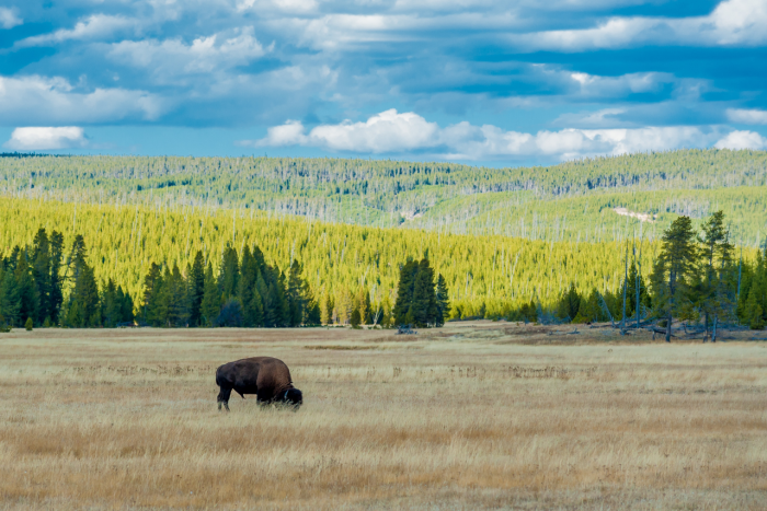 West Yellowstone Montana