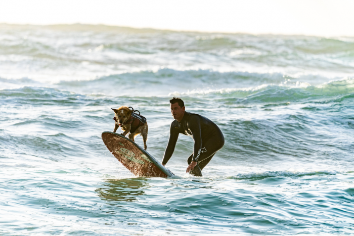 Pet Friendly Travel